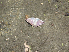 Bastilla serratilinea