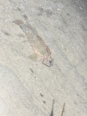 Hypleurochilus geminatus