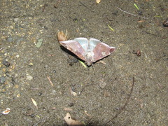 Bastilla serratilinea