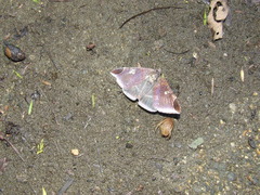 Bastilla serratilinea