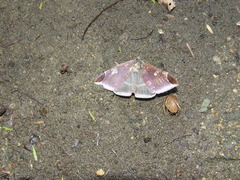 Bastilla serratilinea