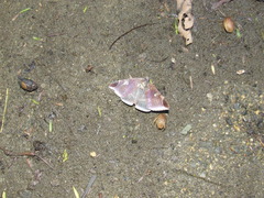 Bastilla serratilinea