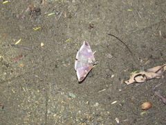 Bastilla serratilinea