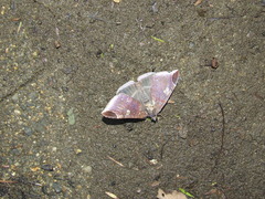 Bastilla serratilinea