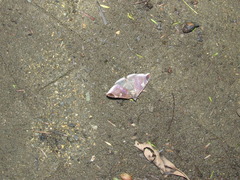 Bastilla serratilinea