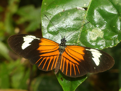 Heliconius melpomene