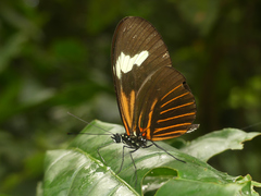 Heliconius melpomene