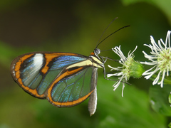 Ithomia salapia