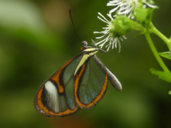 Ithomia salapia