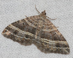 Chrysolarentia subrectaria