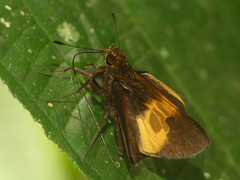Lychnuchus victa