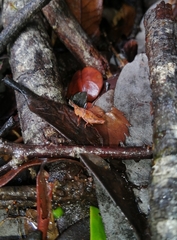 Tropidostethus angusticollis