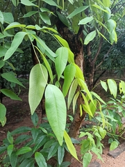 Cassia fistula