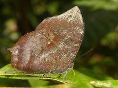 Memphis moruus