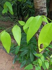 Cassia fistula