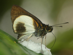 Mnestheus ittona