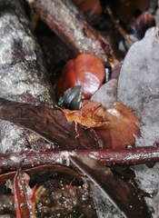 Tropidostethus angusticollis