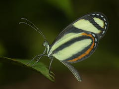 Moschoneura pinthous