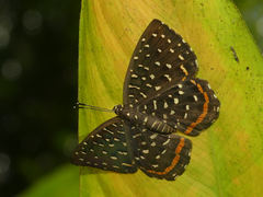 Napaea eucharila