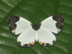 Nymphidium leucosia