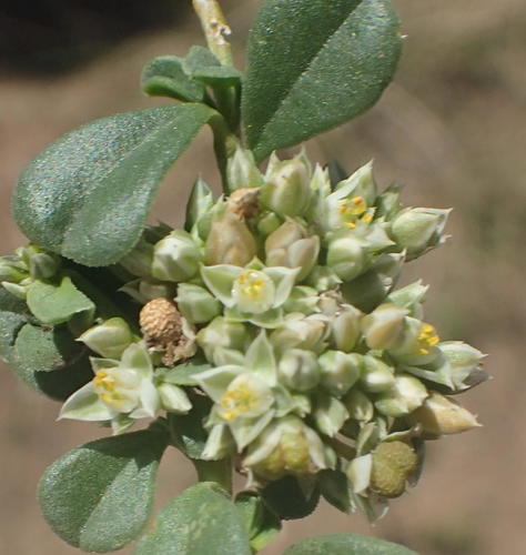 Limeum telephioides (Limeum telephioides)