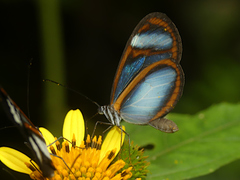 Oleria quintina