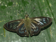 Phanus vitreus