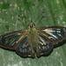 Widespread Ghost-Skipper - Photo (c) David Geale, some rights reserved (CC BY-NC), uploaded by David Geale