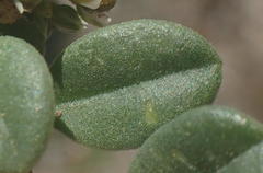 Limeum telephioides telephioides