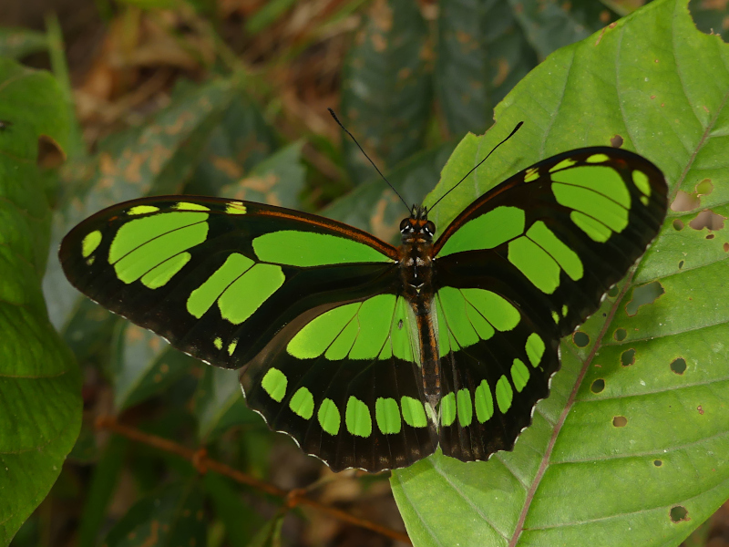 Philaethria ostara