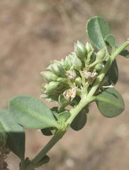 Limeum telephioides telephioides