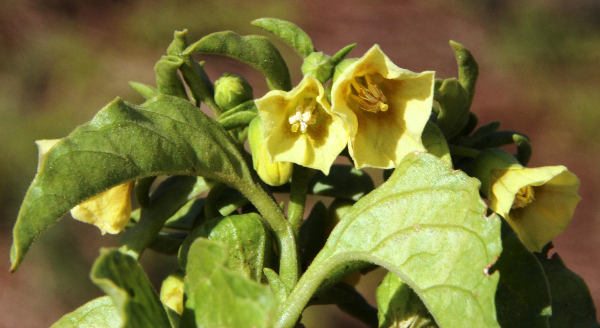 Arrebenta cavalo / Planta que você tem que que conhecer 