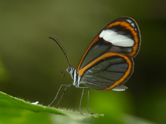Pseudoscada timna timna