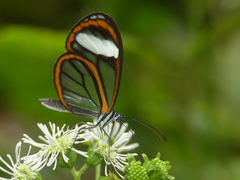 Pseudoscada timna timna