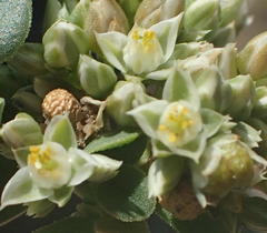 Limeum telephioides telephioides