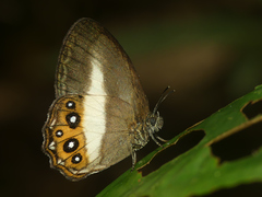 Splendeuptychia aurigera