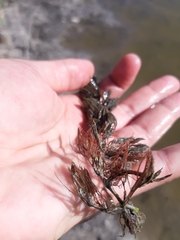 Ceratophyllum submersum