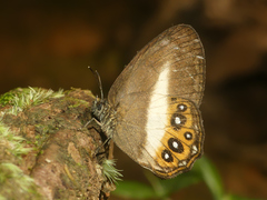 Splendeuptychia aurigera