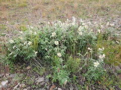 Farinopsis salesoviana