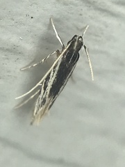 Eralea albalineella