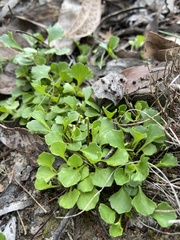 Viola cleistogamoides