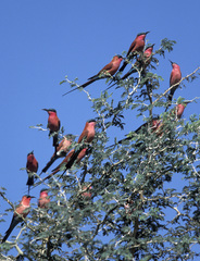 Merops nubicoides