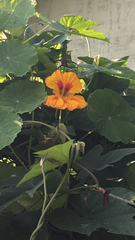 Tropaeolum majus