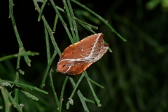 Arachnographa micrastrella