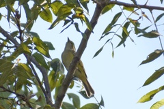 Vireo griseus