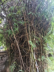 Bambusa vulgaris