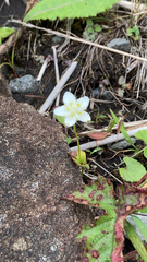 Parnassia palustris