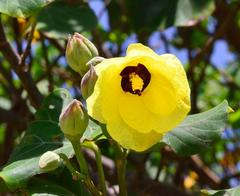 Hibiscus tiliaceus tiliaceus