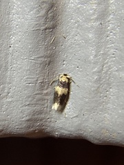 Stigmella macrocarpae