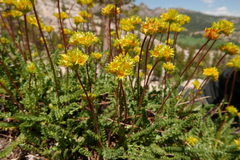 Ivesia gordonii